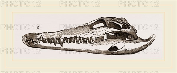 Skull of Crocodile and Caiman