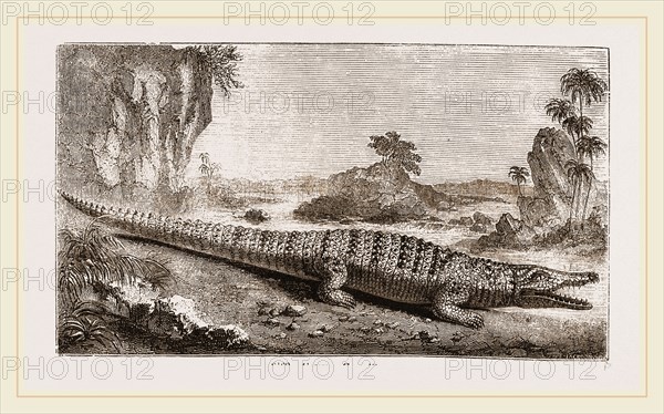 Common Crocodile