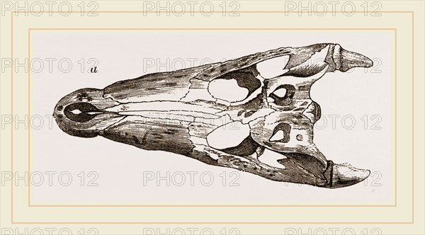 Skulls of Crocodile and Caiman