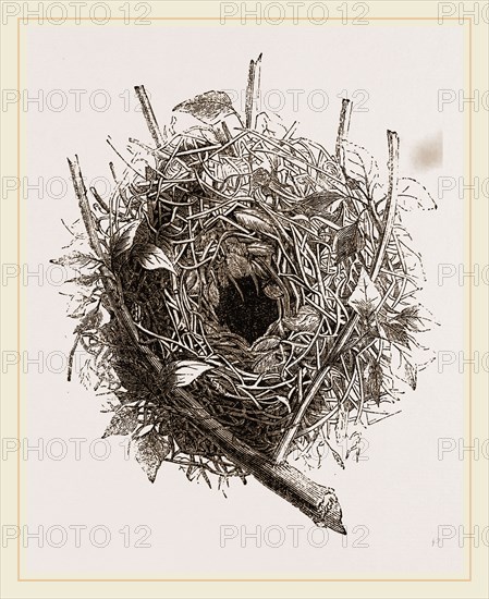 Nest of HouseSparrow