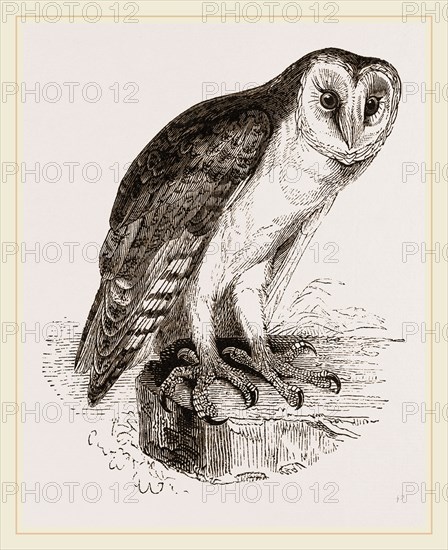 Barn-Owl