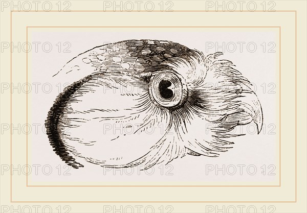 Head of Hawk Owl