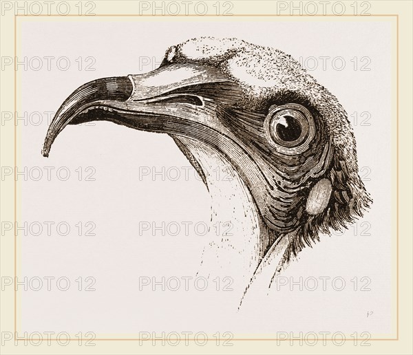 Head of Egyptian Vulture