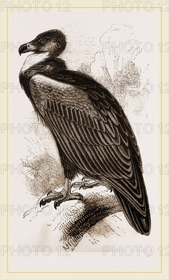 Cinereous Vulture