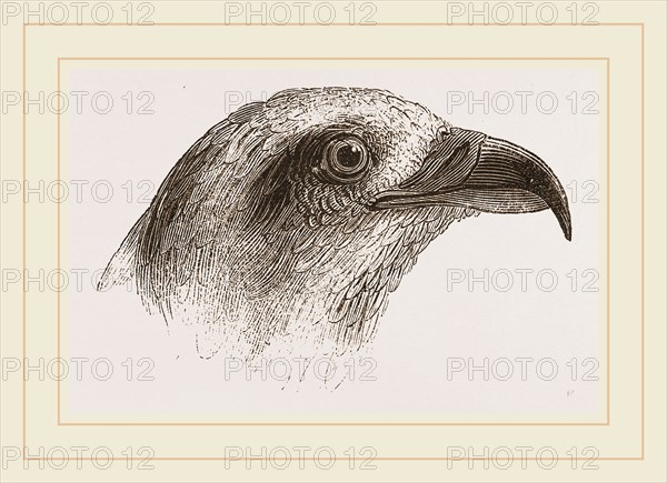 Honey-Buzzard