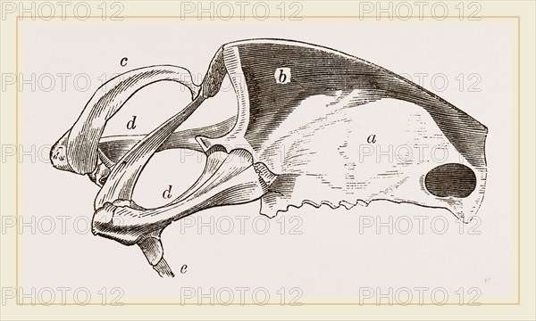 Breast-bone of Peregrine Falcon