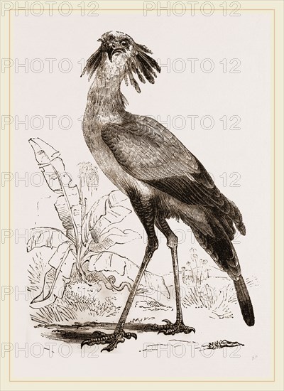 Secretary-bird