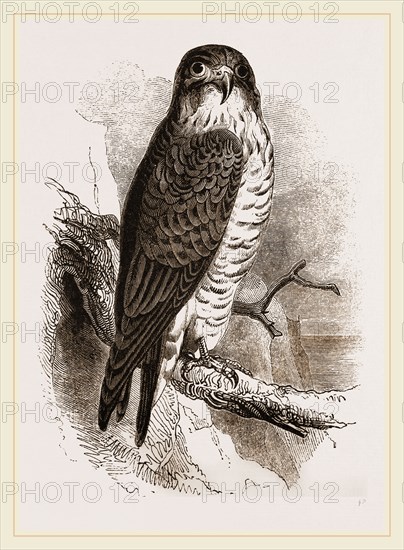 Peregrine Falcon