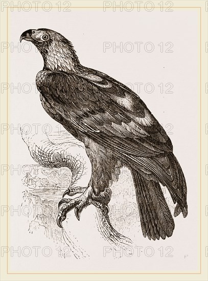 Imperial eagle