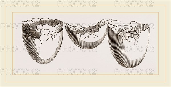 Position of Shells after Escape Chick