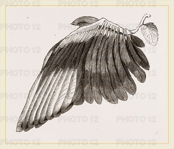 Wing of Magpie