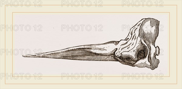 Skull of Spermaceti Whale in profile