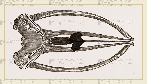 Skull of Greenland Whale upper view