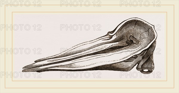 Skull of Spermaceti Whale seen from above