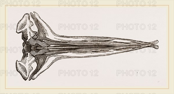 Skull of Greenland Whale under view lower jaw removed