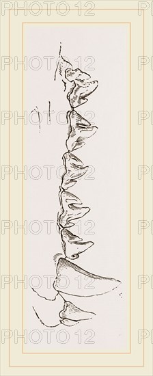 Teeth of Sea Leopard