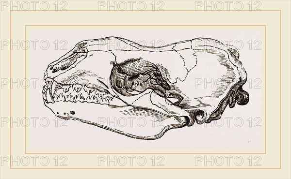 Skull of Sea-Leopard