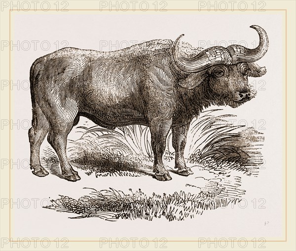 Cape Buffalo