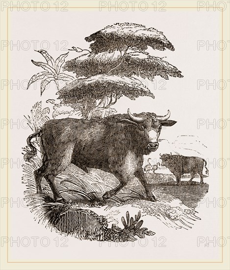 Cape Buffalo