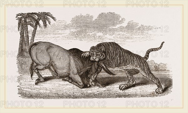 Tiger and Buffalo