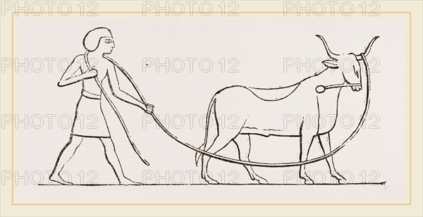 Ox caught in lasso Egyptian sculpture Egypt