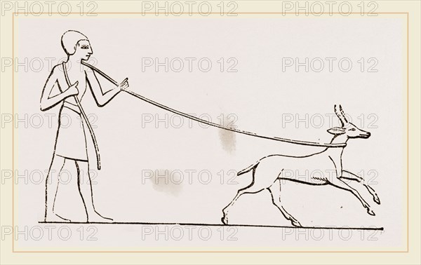 Gazelle caught in lasso Egyptian