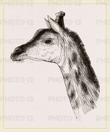 Head of Giraffe