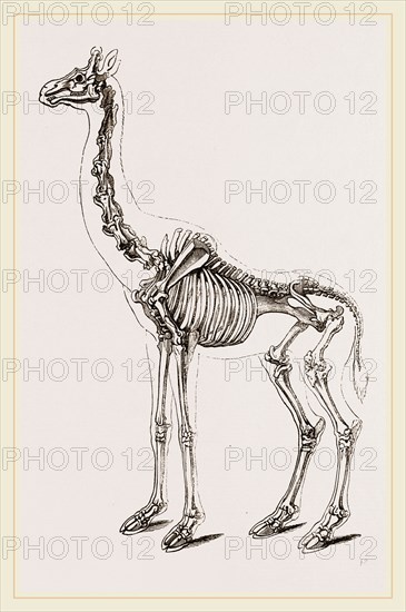 Skeleton of Giraffe