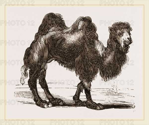 Bactrian Camel