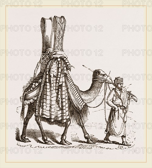 Camel carrying a Bride