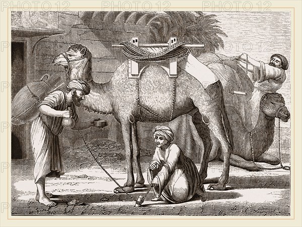 Loading the Camel