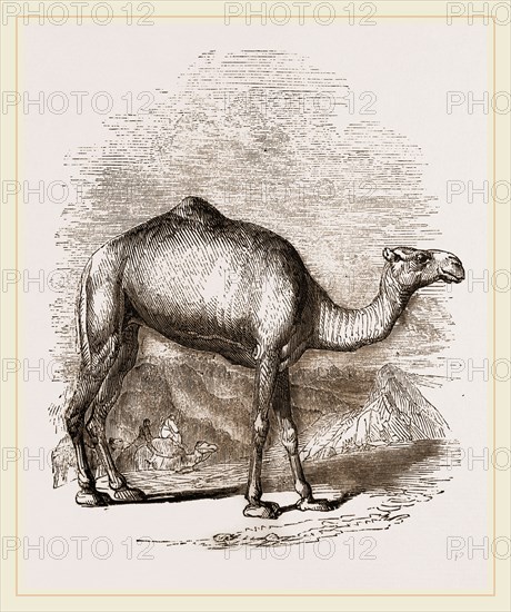 Swift Camel