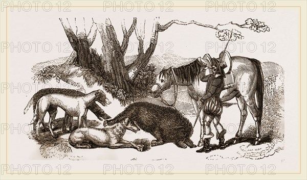 Boar Hunt