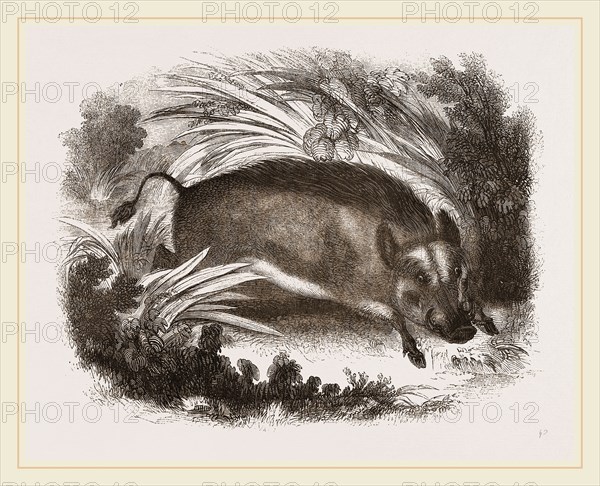 Wild Boar