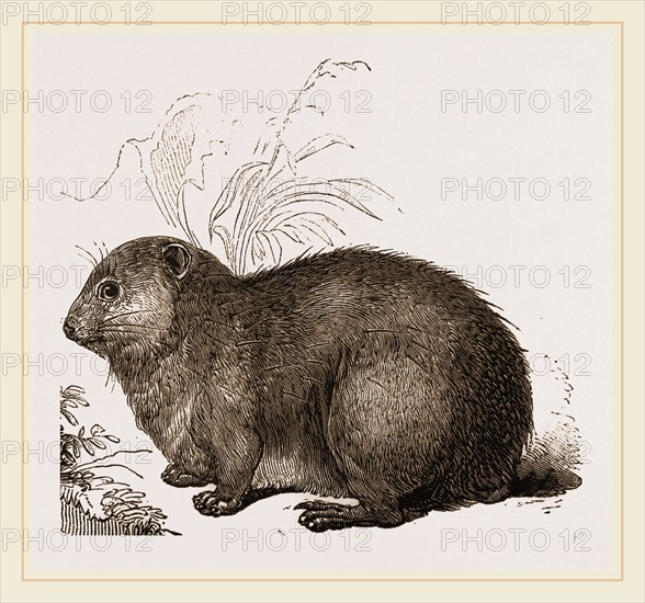 Hyrax