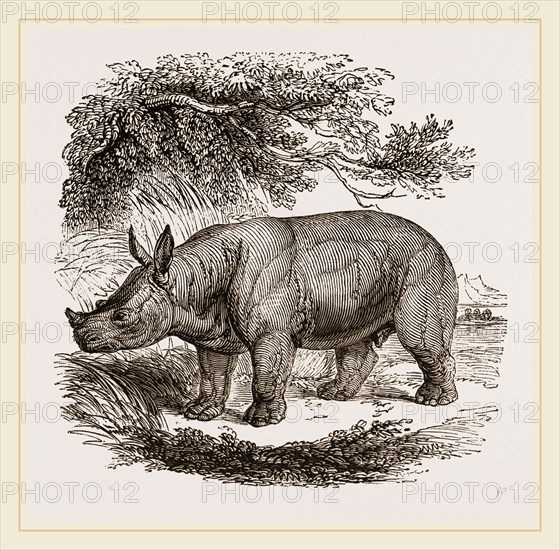 White Rhinoceros