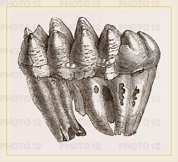 Molar of Mastodon not worn