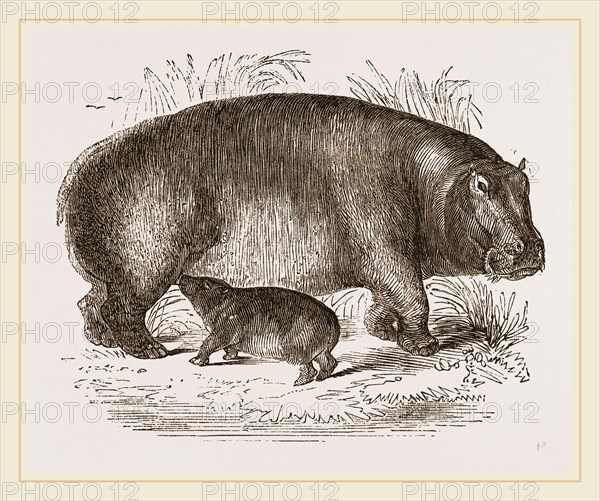 Female Hippopotamus and Young