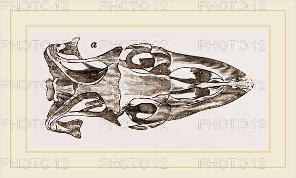 Skull of Varan the Nile