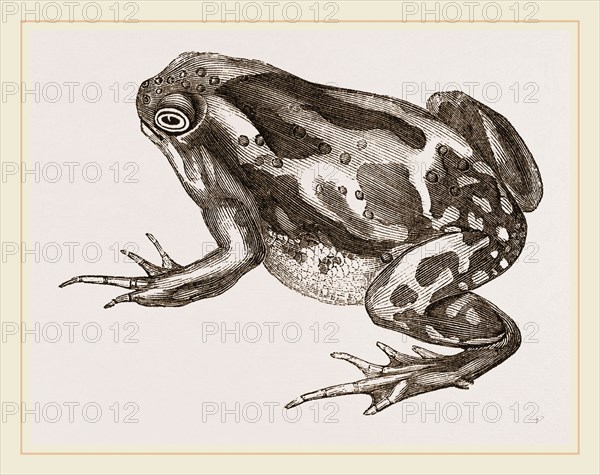 Marbled Toad