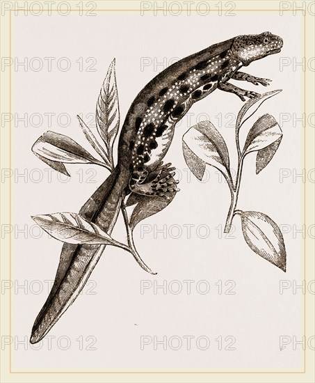 Common Water-Newt Female