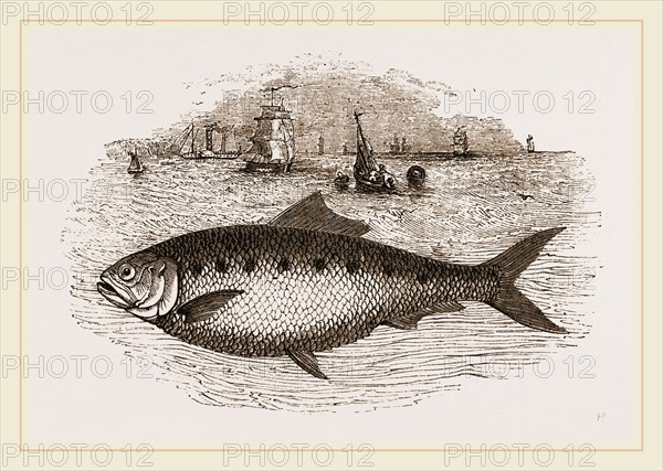 Twaite Shad or Twait Shad is a species of fish in the Clupeidae family