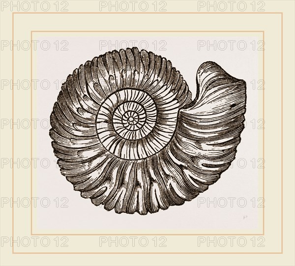 Ammonite Mouth perfect