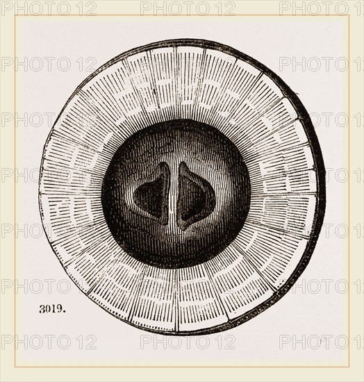 Transverse Sections of Shell Teredo gigantea