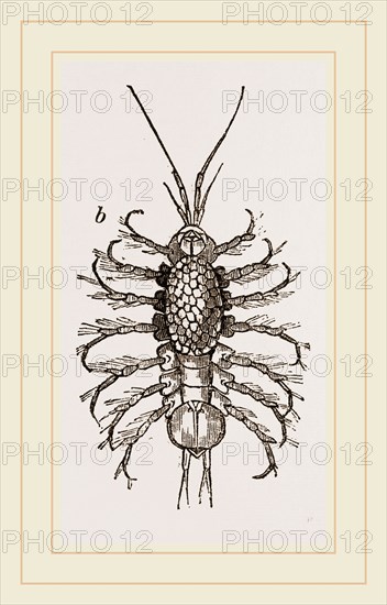 Asellus aquaticus. Asellus aquaticus' is a freshwater crustacean resembling a woodlouse. It is known by many common names including "waterlouse", "aquatic sowbug" and "water hoglouse".
