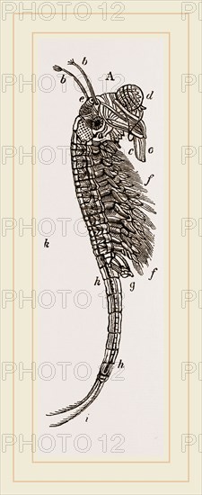 Brine Shrimp or Brine Worm. Artemia is a genus of aquatic crustaceans known as brine shrimp. Artemia, the only genus in the family Artemiidae