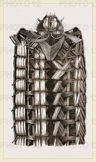 Muscles of Caterpillar Goat-Moth