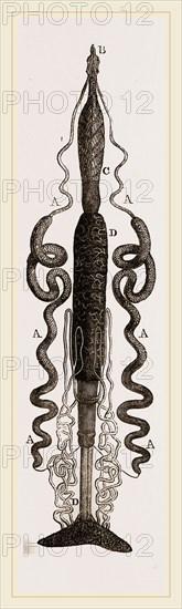 Organization of Caterpillar Goat-Moth