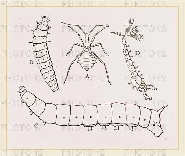 Larvae of Insects