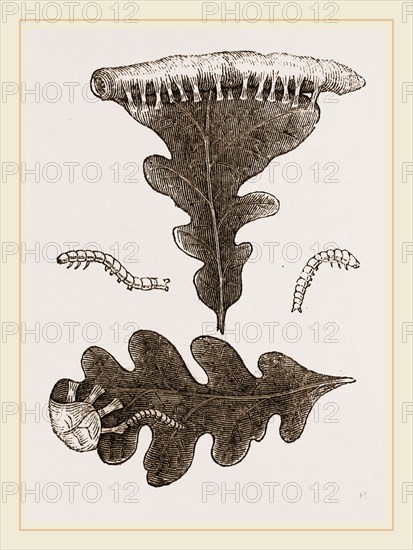 Caterpillars and Nest of Green Oak-moth